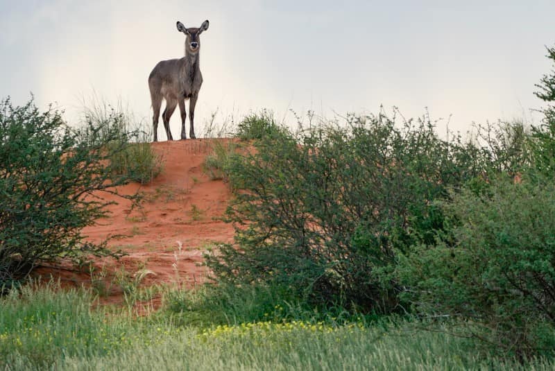 Benny Rebel Fotoreise Namibia 2021