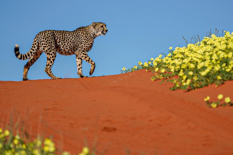 Benny Rebel Fotoreise Namibia 2021