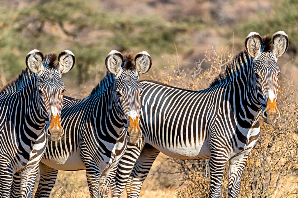 Grevyzebras fotografiert auf einer Fotosafari mit Benny Rebel im Norden Kenias