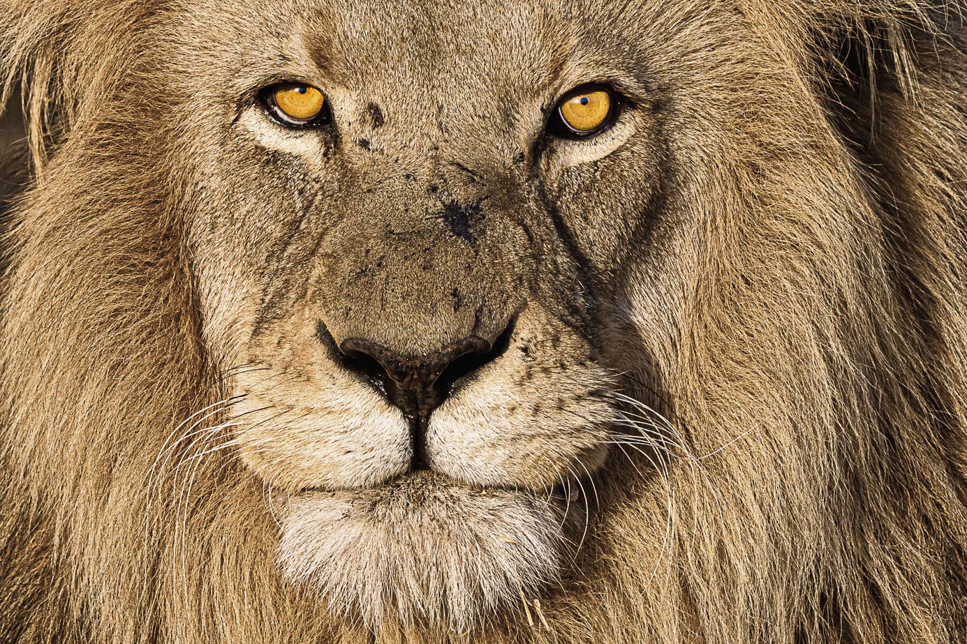 Löwe fotografiert auf einer Fotoreise in Südafrika - Fotosafari