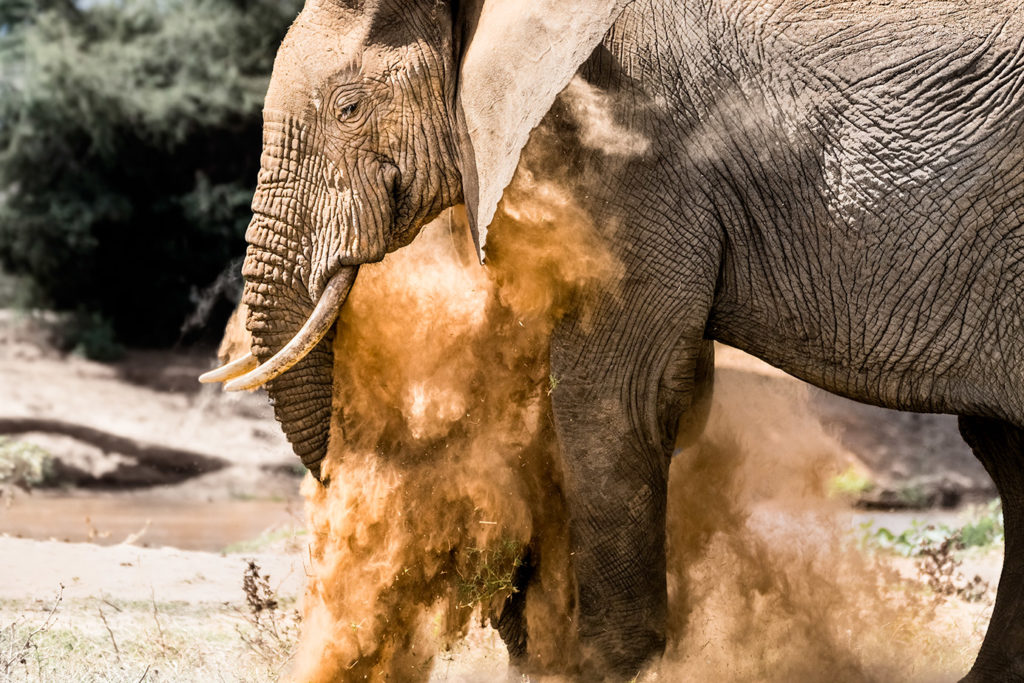 Elefant nimmt ein Staubbad auf einer Fotoreise im Norden Kenias im Samburu Nationalpark