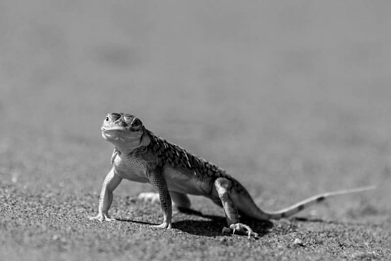 Benny Rebel Fotoreise Namibia 2021