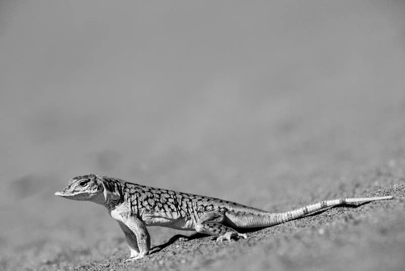 Benny Rebel Fotoreise Namibia 2021