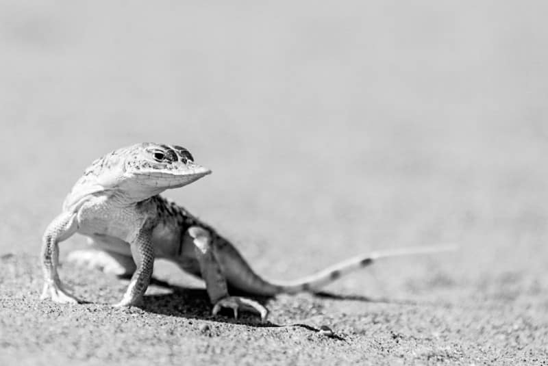Benny Rebel Fotoreise Namibia 2021