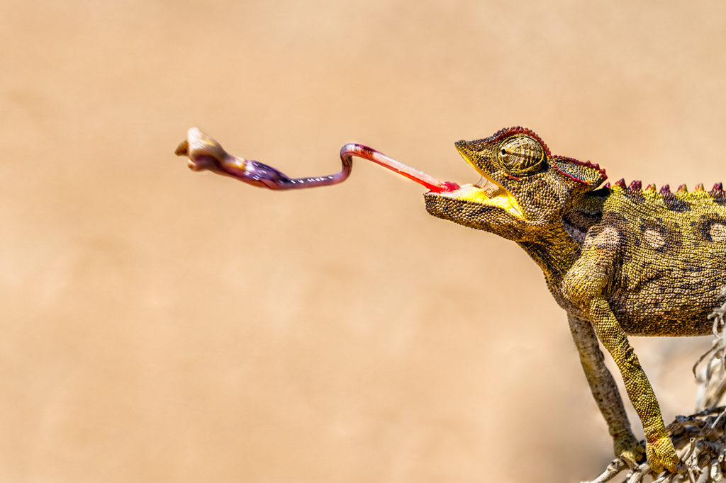 Chamäleon jagt Insekten auf einer Fotoreise in Afrika in Farbe