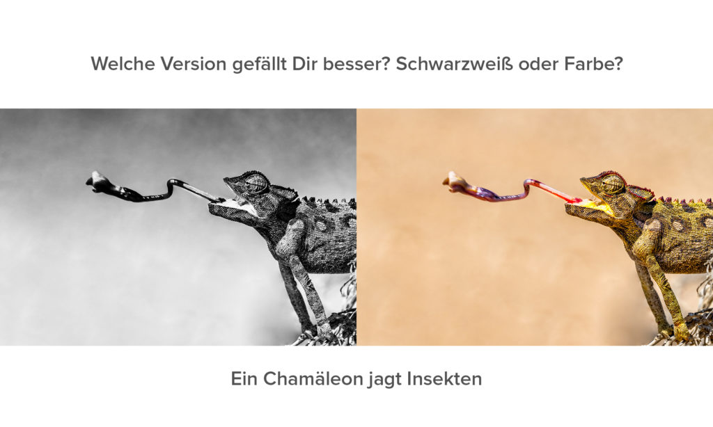 Chamäleon jagt Insekten auf einer Fotoreise in Afrika