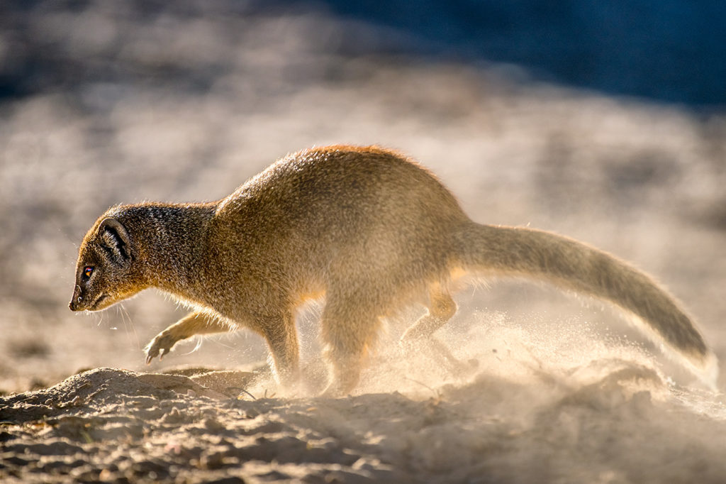 Fuchsmanguste fotografiert von Benny Rebel auf einer Fotosafari in Afrika