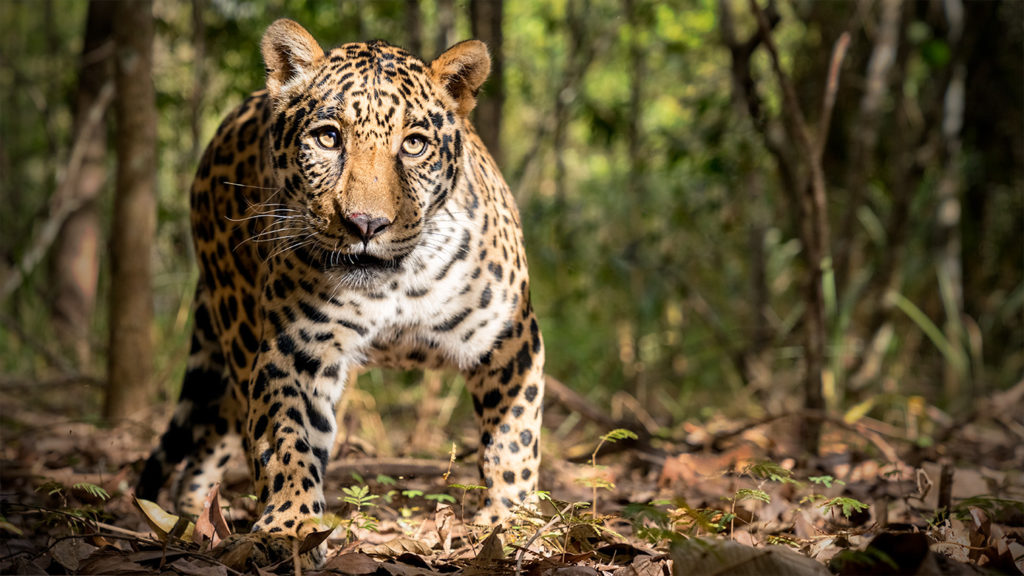 Junger Jaguar fotografiert von Benny Rebel auf einer Fotoreise in Brasilien