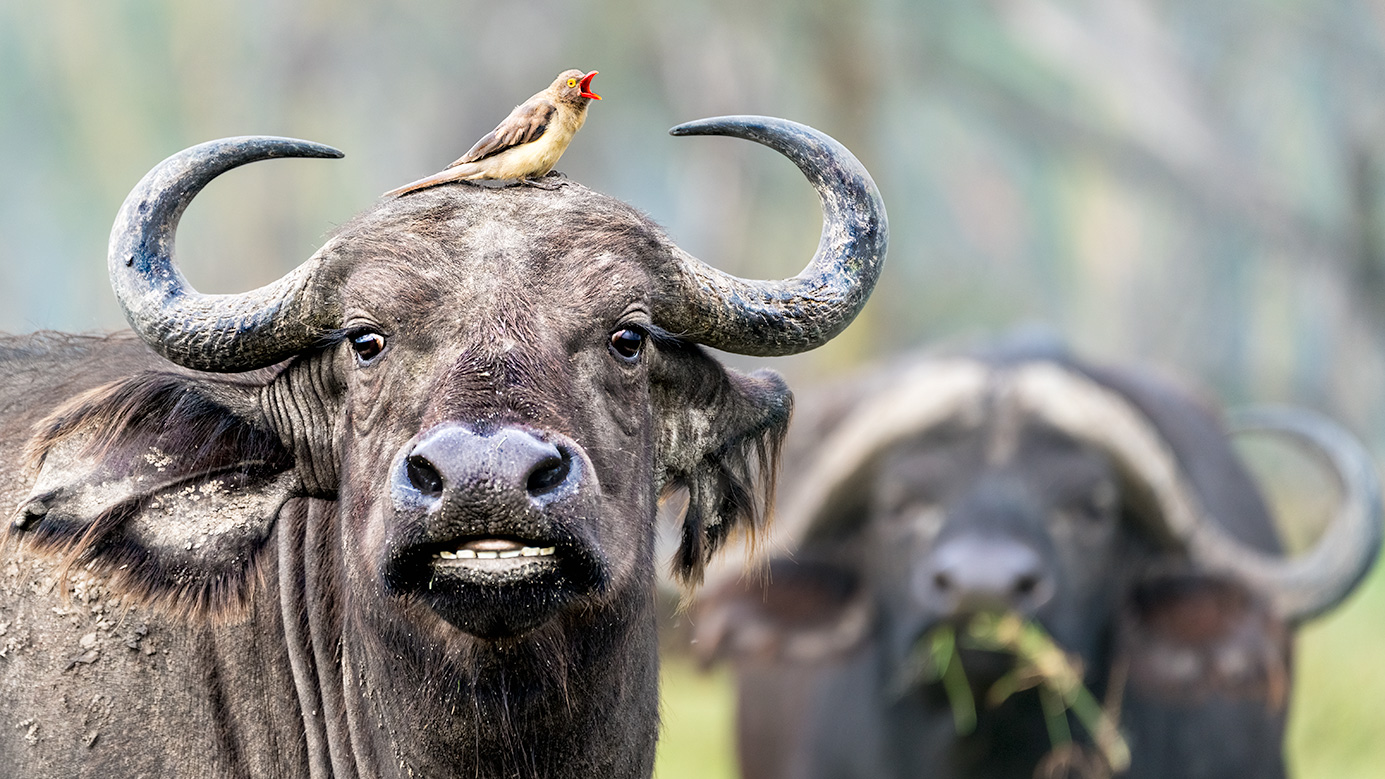 Büffel mit Madenhacker auf seinem Kopf auf einer Fotoreise in Kenia