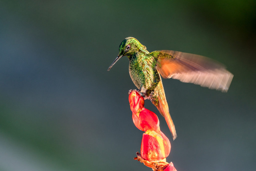 Kolibri fotografiert auf einer Fotoreise mit Benny Rebel Fotosafaris GmbH in Brasiliens Urwald