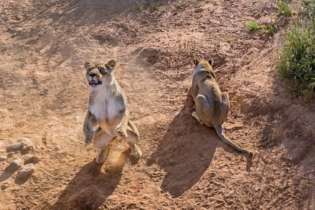 Löwe steht auf den Hinterbeinen und fotografiert auf einer Fotoreise in Namibia von Benny Rebel