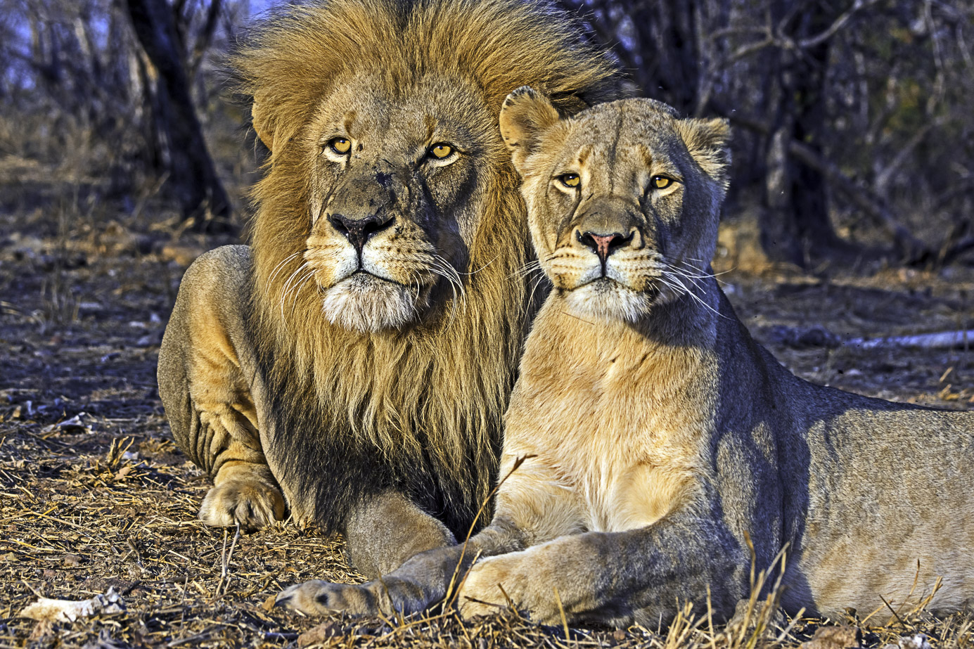 Zwei Löwen sitzend fotografiert von Benny Rebel auf einer Fotoreise in Südafrika