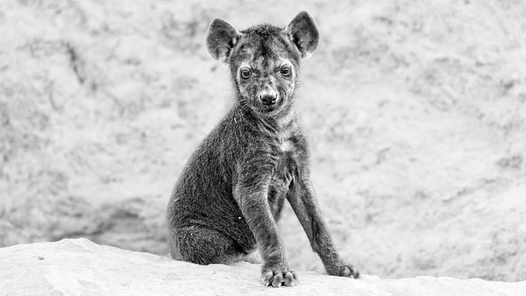 Baby-Hyäne fotografiert von Benny Rebel auf einer Fotoreise in Südafrika - Fotosafari