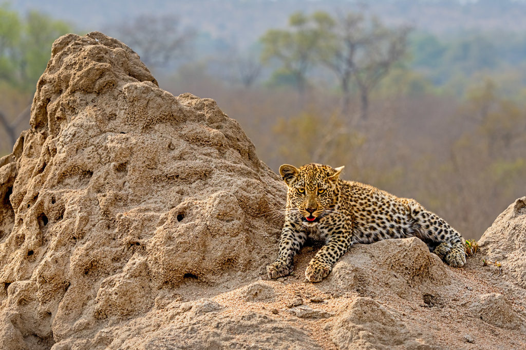 Junger Leopard auf einer Fotoreise durch Afrika fotografiert von Benny Rebel
