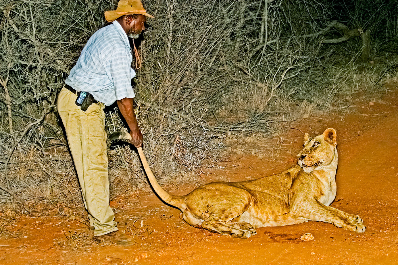 Ranger weckt eine betäubte Löwin auf einer Fotoreise von Benny Rebel fotografiert
