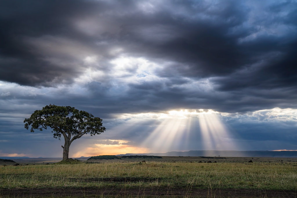 Baum fotografiert auf einer Fotoreise durch die Massai Mara von Benny Rebel