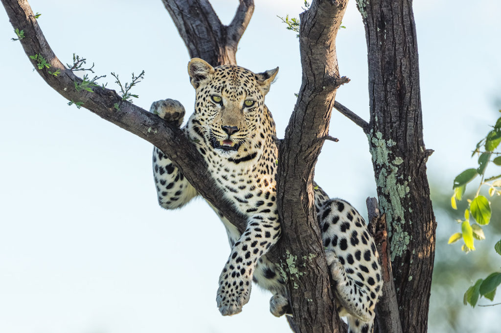 Leopard auf einem Baum fotografiert von Benny Rebel auf einer Fotoreise durch Namibia