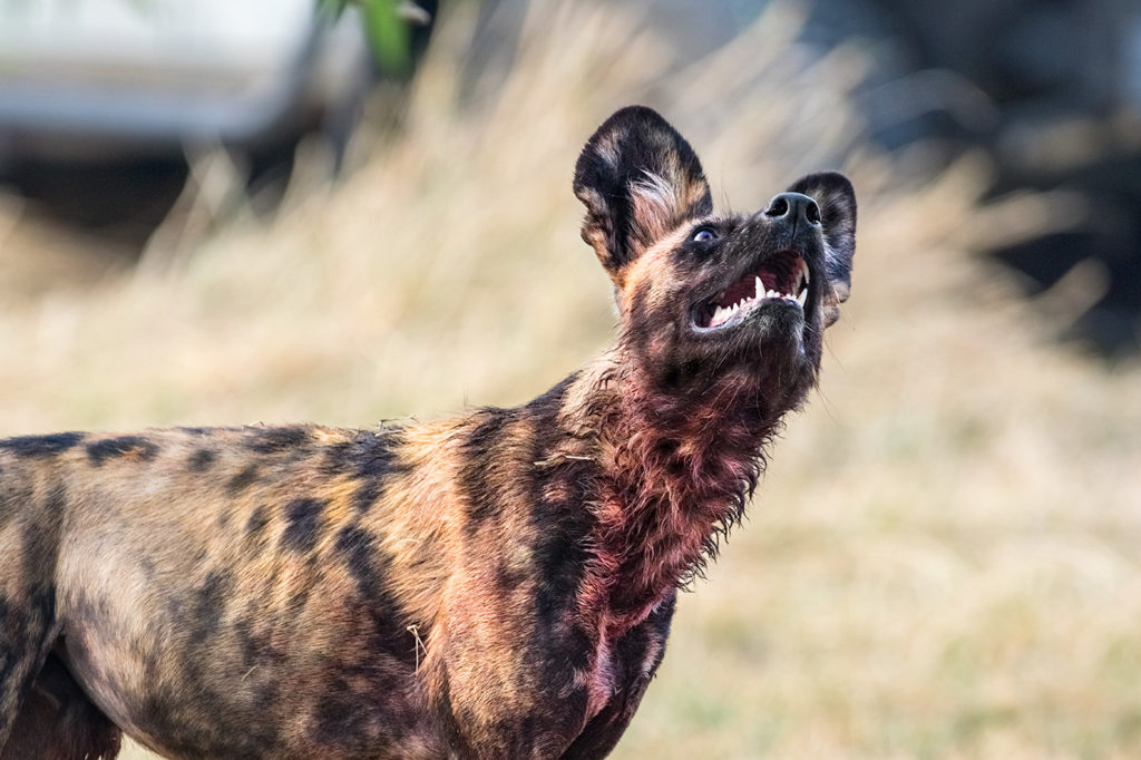 Afrikanischer Wildhund schaut hoch zu einem Leoparden auf einem Baum auf einer Fotoreise in Botswana