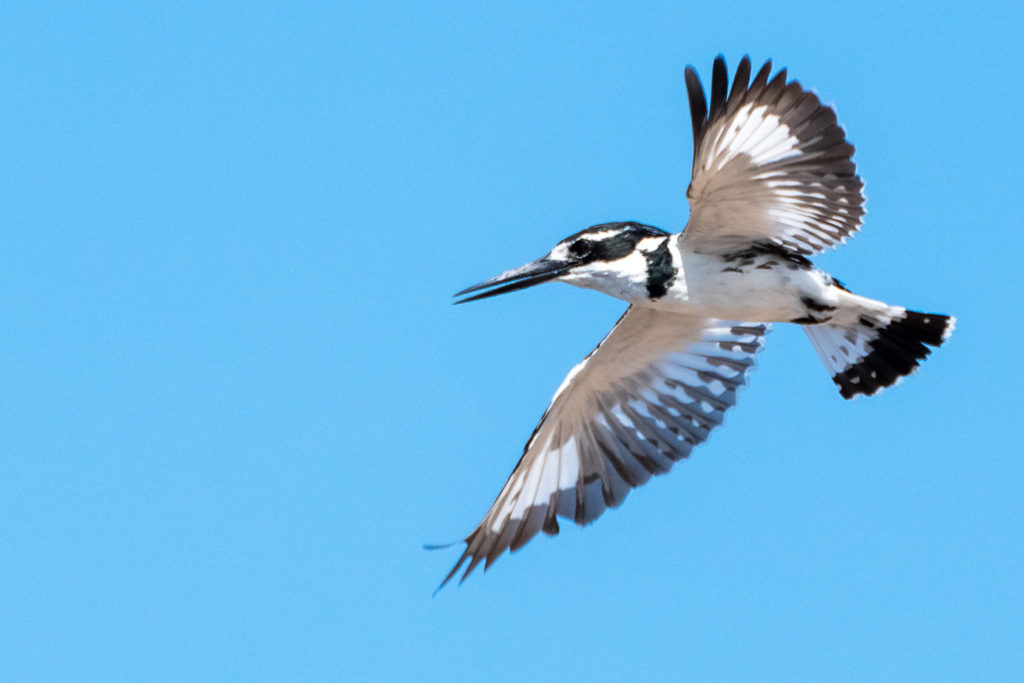 Eisvogel fotografiert in der Luft auf einer Fotoreise von Benny Rebel in Botswana