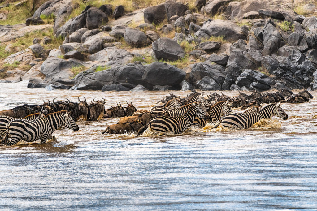 Gnuherden und Zebras in der Massai Mara schwimmen durch den Mara-Fluss - Fotografiert auf einer Fotoreise von Benny Rebel