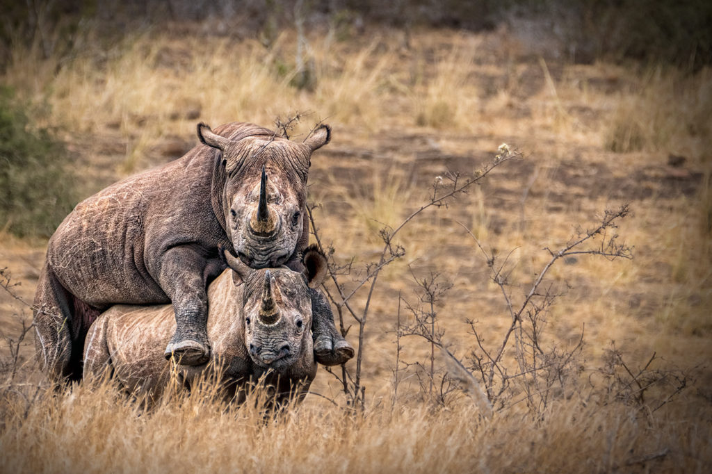 Spitzmaulnashörner bei der Paarung in Südafrika fotografiert von Benny Rebel auf einer Fotoreise - Fotosafari
