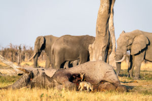 Elefantenkill - Von Löwen getötet im Okavango Delta - Chobe Nationalpark - Botswana - Fotoreise / Fotosafari mit Benny Rebel