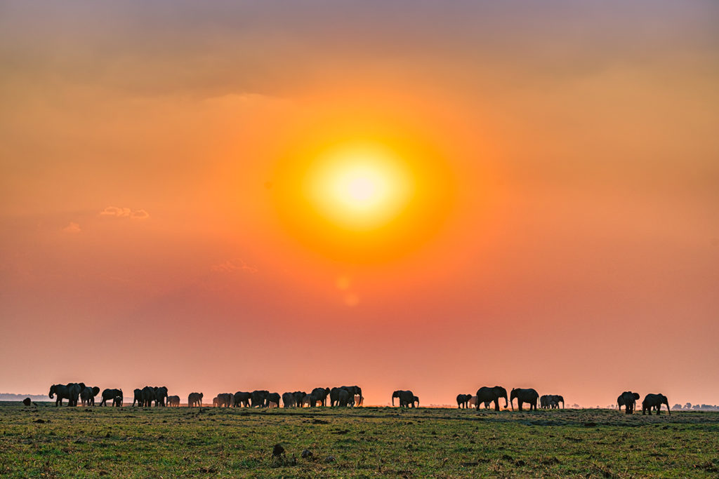 50 Elefanten beim Sonnenuntergang im Chobe Nationalpark in Botswana. Fotografiert von Benny Rebel auf einer Fotoreise durch Botswana.