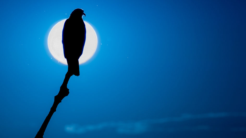 Fischbussard auf einer Fotoreise durch Brasiliens Pantanal.
