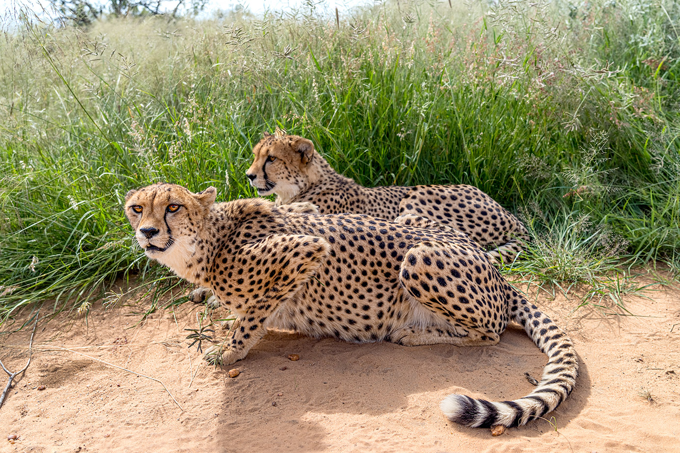 Geparde fotografiert aus nächster Nähe auf einer Fotosafari in Namibia