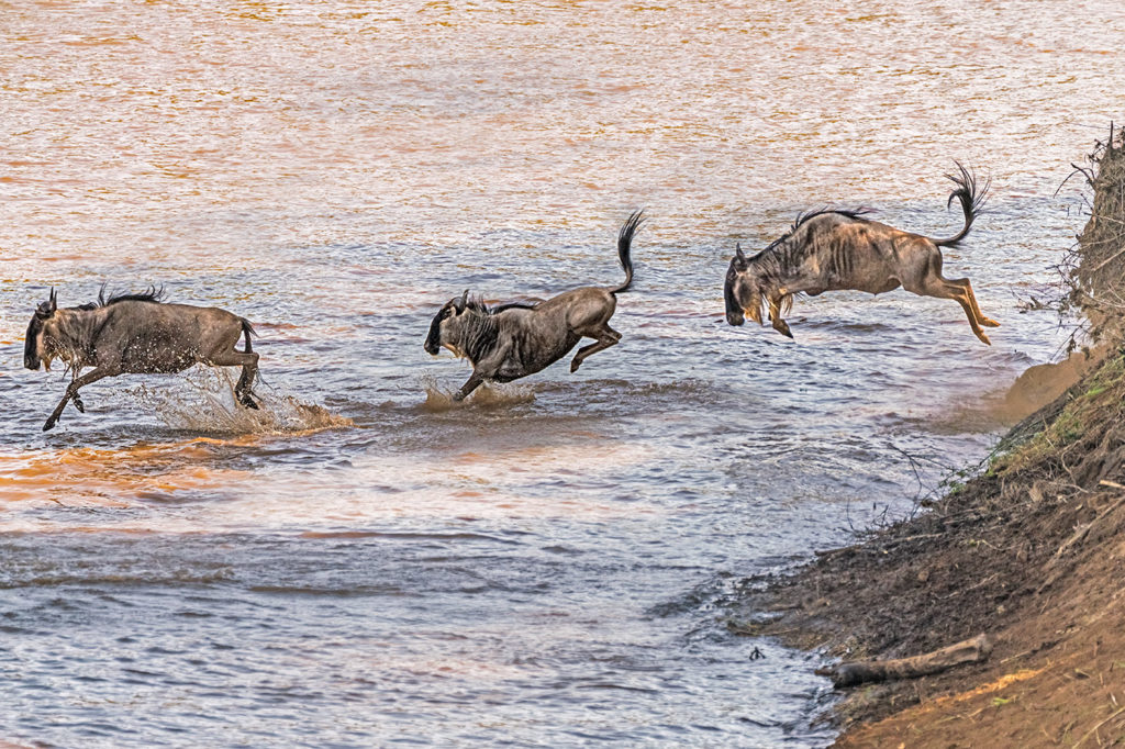 Gnus springen in den Marafluss auf einer Fotoreise in Kenia
