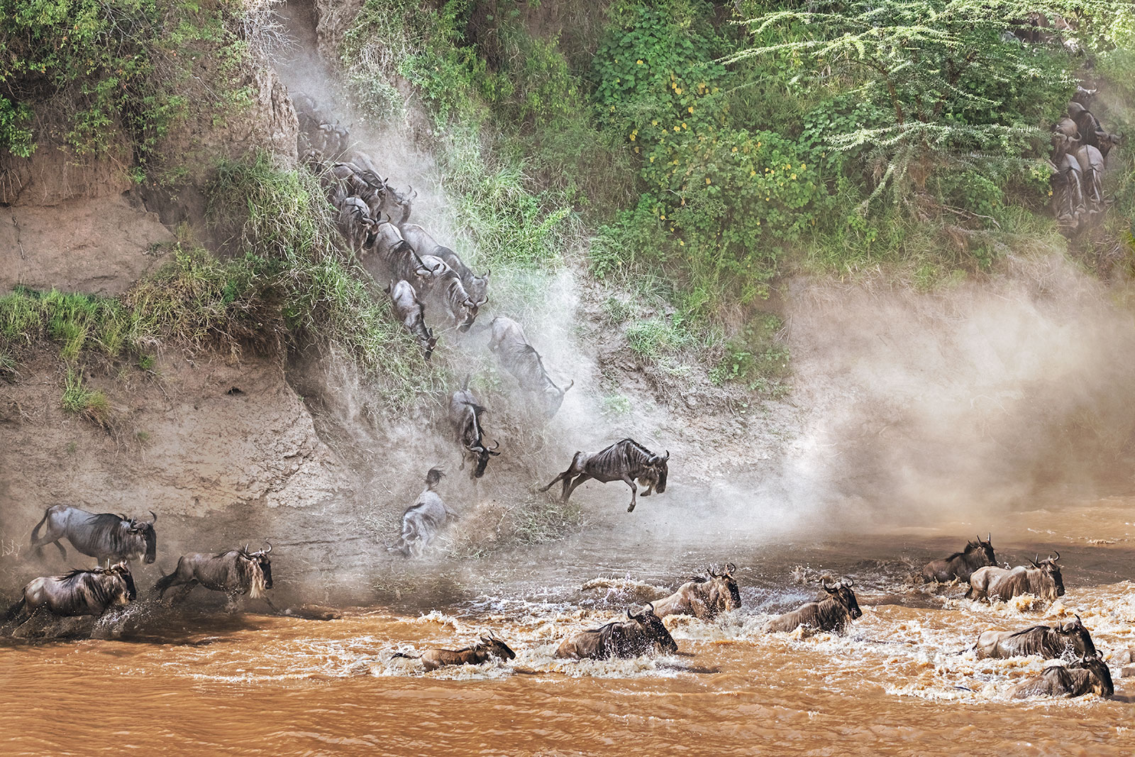 Gnus springen ins Wasser des Sand Rivers in der Massai Mara auf einer Fotoreise mit Benny Rebel Fotosafaris GmbH