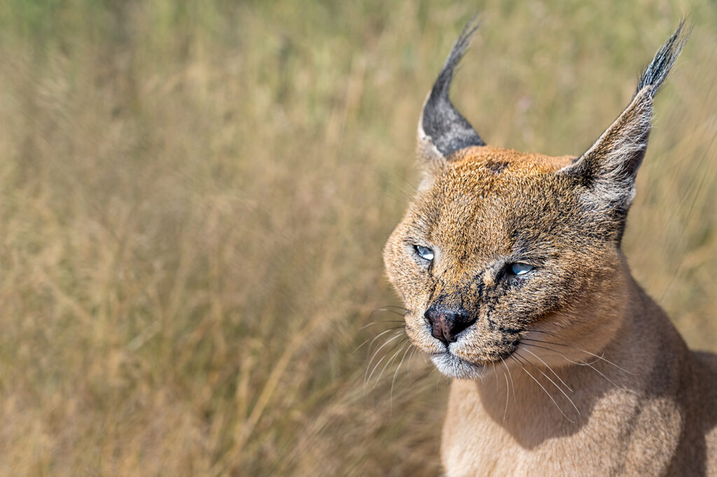 Karkal fotografiert auf einer Fotoreise mit Benny Rebel Fotosafaris in Namibia