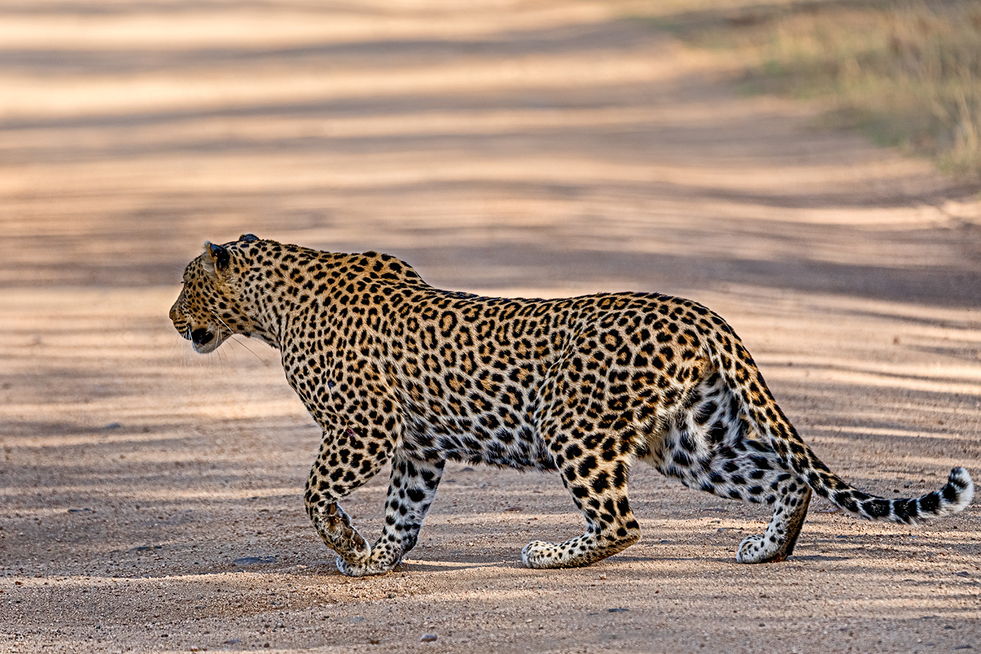 Leopard jagt Impala auf einer Fotoreise durch Südafrika.