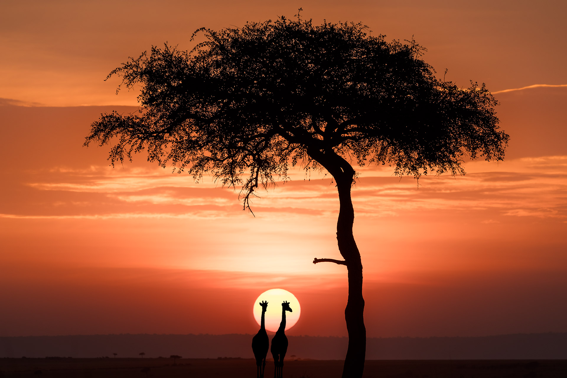 Giraffen und Baum im Sonnenuntergang in der Massai Mara auf einer Fotoreise fotografiert.