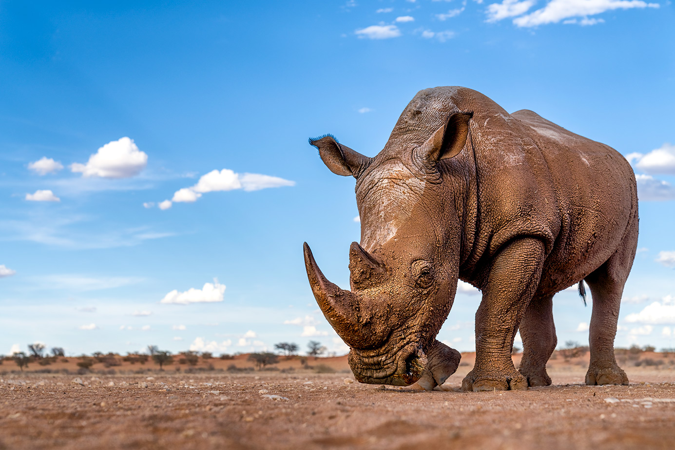 Nashorn vom Boden aus fotografiert auf einer Fotoreise durch Afrika