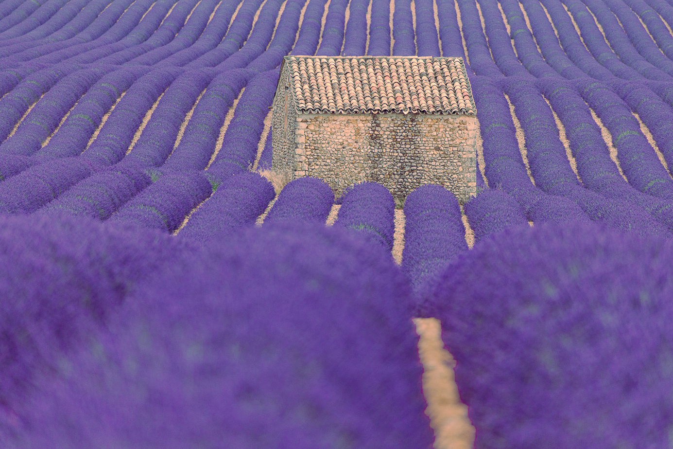 Lavendelfeld Südfrankreich Fotoreise