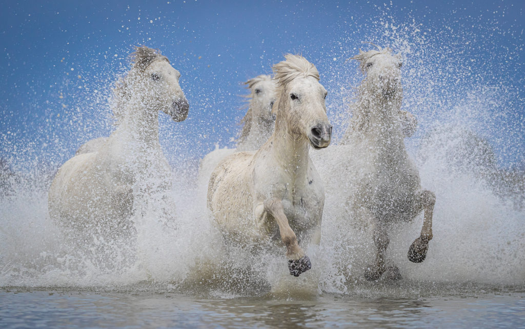 Pferde auf einer Fotoreise in Frankreich fotografieren