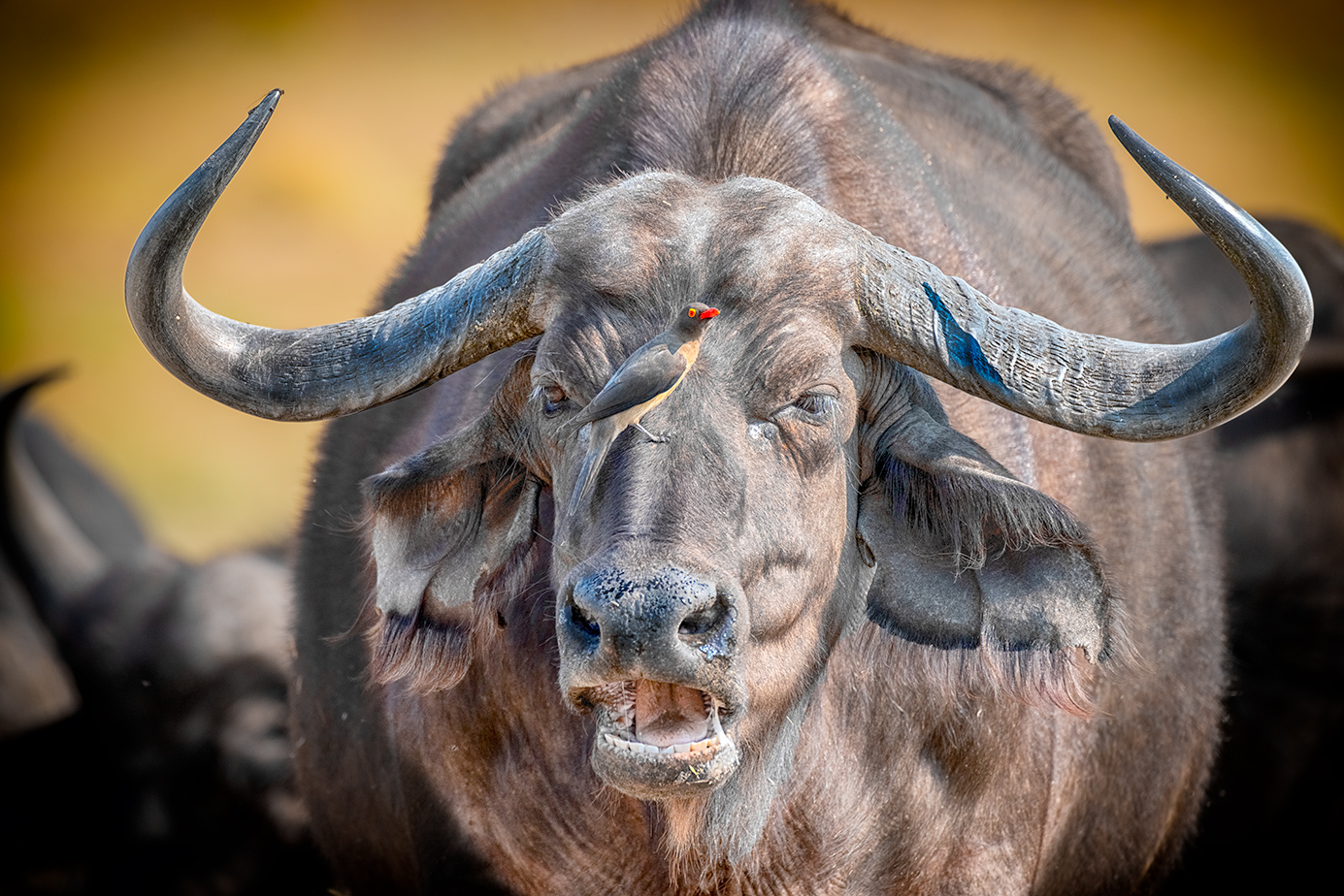 Büffel und Madenhacker fotografiert auf einer Fotoreise durch Botswana mit Benny Rebel Fotosafaris GmbH