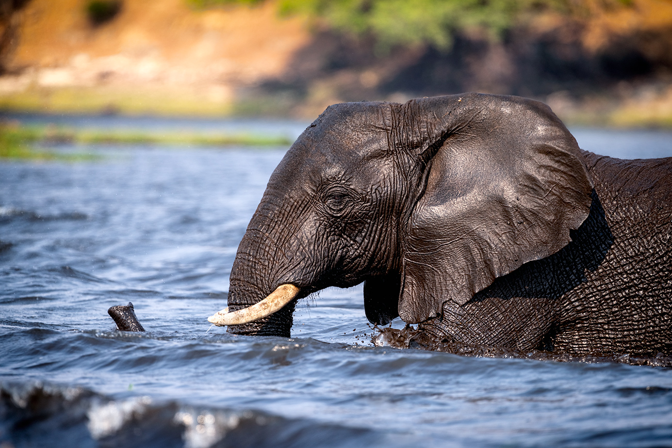 Elefant schwimmt durch den Chobe Fluss auf einer Fotoreise durch Botswana mit Benny Rebel Fotosafaris GmbH