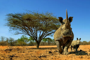 Nashorn und Baby fotografiert auf einer Fotoreise mit Benny Rebel Fotosafaris in Südafrika