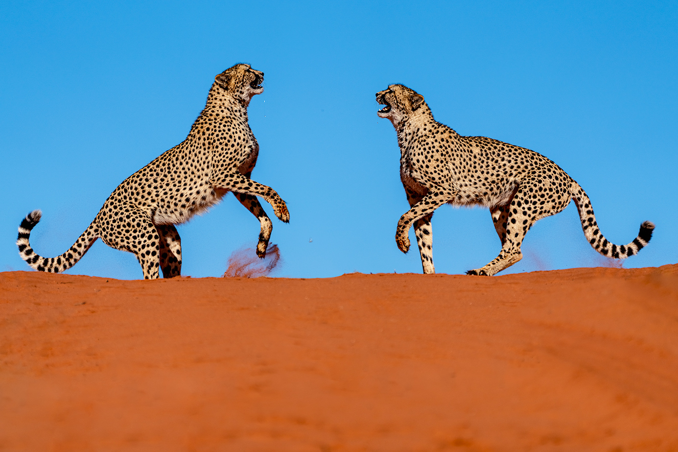 Geparde auf einer Fotoreise durch Namibia fotografiert von Benny Rebel Fotosafaris GmbH