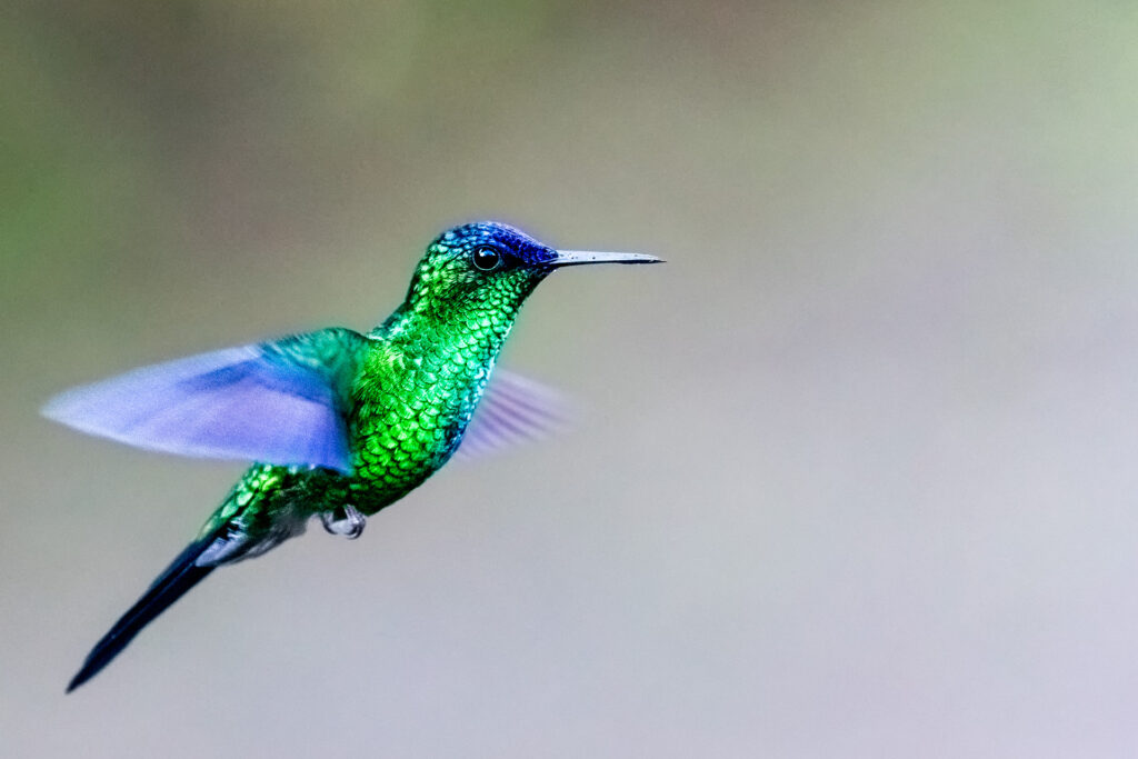 Kolibri fliegt im Urwald Brasiliens und wurde fotografiert auf einer Fotoreise mit Benny Rebel Fotosafaris GmbH