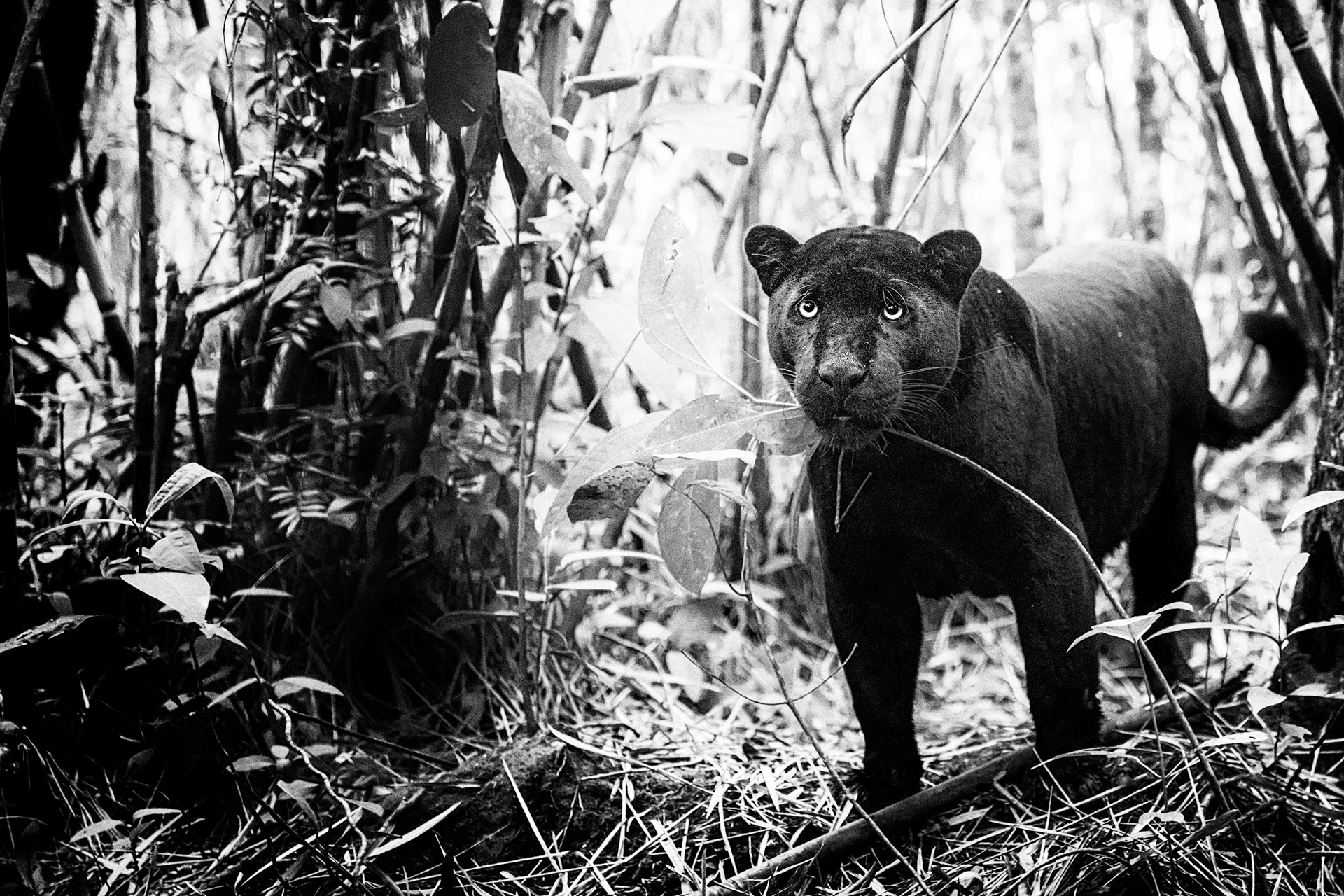 Schwarzer Panther fotografiert auf einer Fotoreise mit Benny Rebel Fotosafaris GmbH in Amazonas Brasiliens