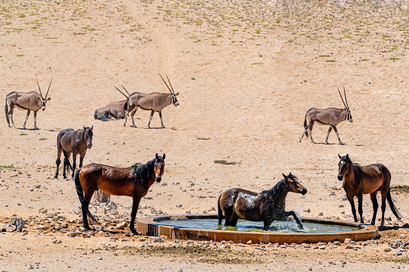 Wildpferde und Oryxantilopen am Wasserloch in Namibia - fotografiert auf einer Fotoreise