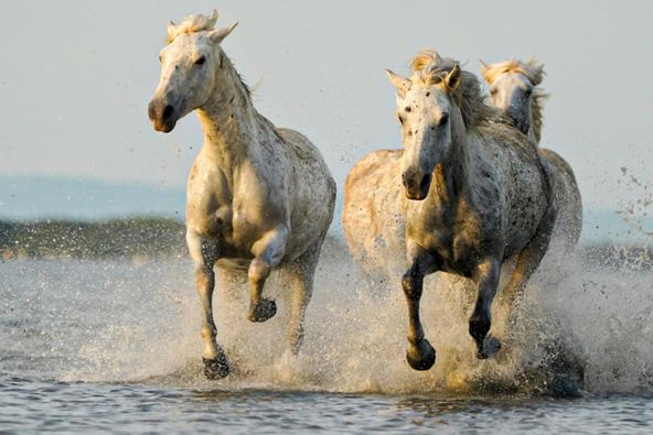 Camargue-Pferde Benny Rebel Fotoreise Frankreich
