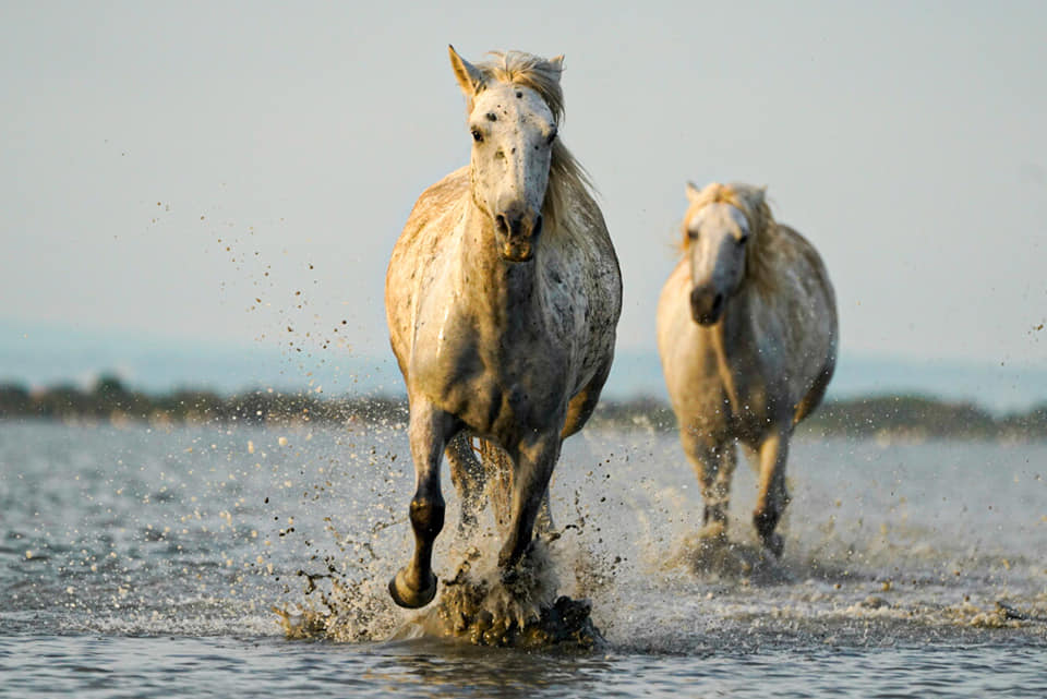 Camargue-Pferde Benny Rebel Fotoreise Frankreich