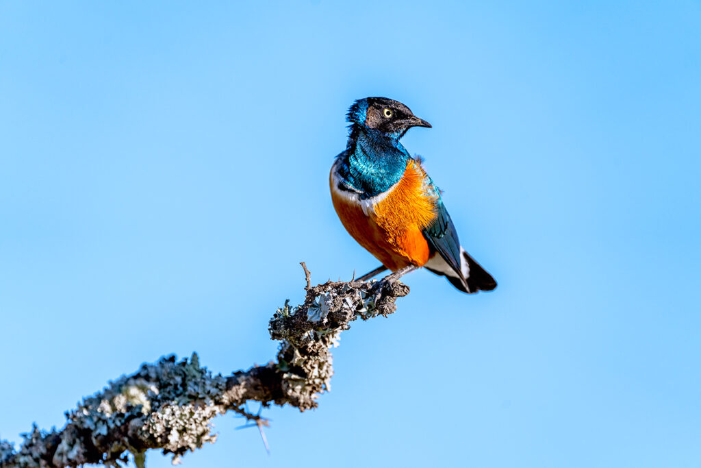 Dreifarben-Glanzstar fotografiert auf einer Fotoreise mit Benny Rebel Fotosafaris GmbH in Kenia