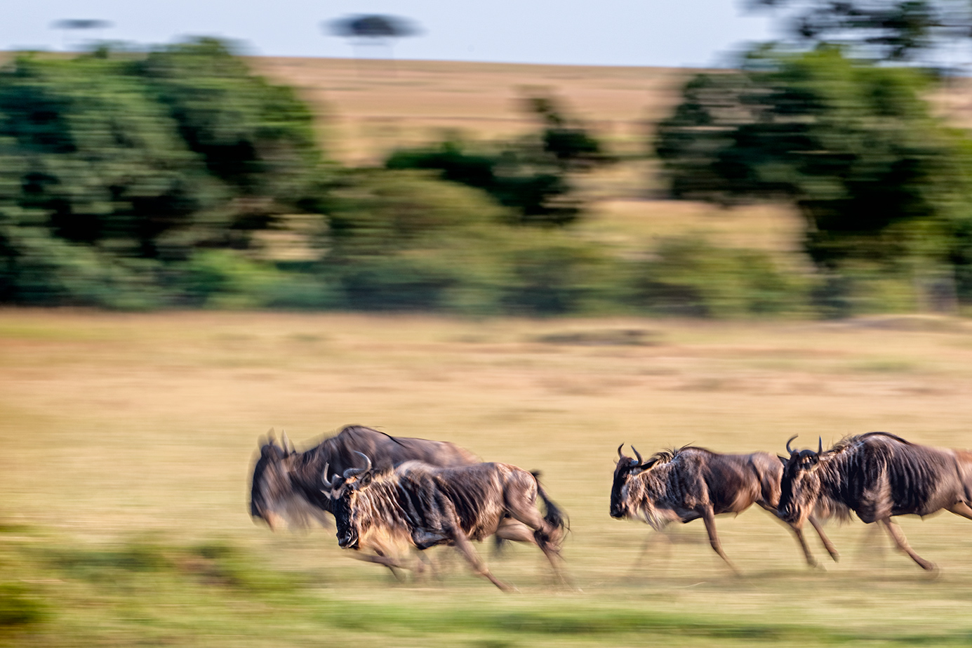 Gnus rennen in der Massai Mara - fotografiert auf eine Fotoreise mit Benny Rebel Fotosafaris GmbH - Mitzieher