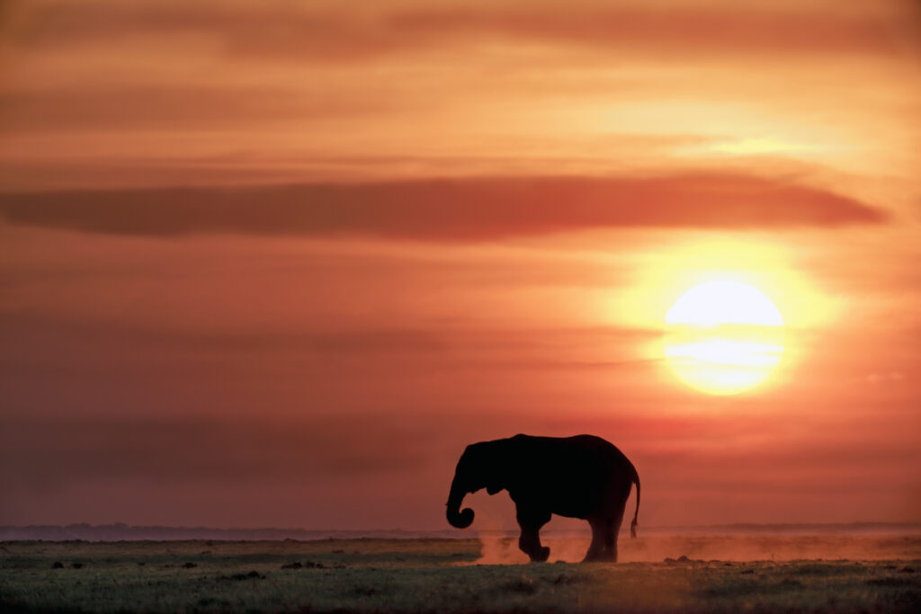 Botswana-Fotosafari. Elefant im Gegenlicht in Chobe Nationalpark.