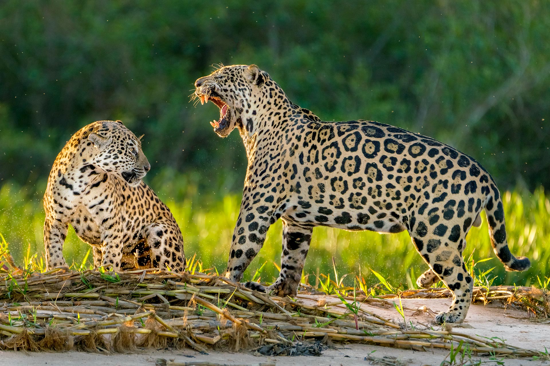 Jaguare fotografiert im Pantanal auf einer Fotoreise mit Benny Rebel Fotosafaris.